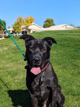 Tobi -  Labrador Retriever and Mixed Breed Dog for Adoption in Phoenix, Arizona - Tobi | PetCurious