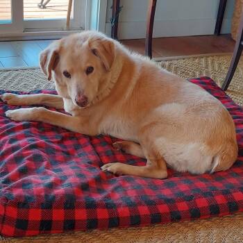 Fern (Courtesy Post) -  Yellow Labrador Retriever and Australian Shepherd Dog for Adoption in Friday Harbor, Washington - Fern (Courtesy Post) | PetCurious