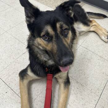 REX- foster or adopt -  German Shepherd Dog Dog for Adoption in Los Angeles, California - REX- Foster Or Adopt | PetCurious