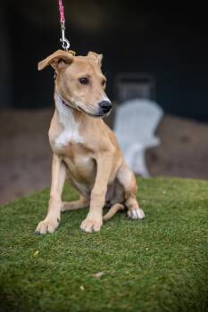Renata -  Jindo and Rat Terrier Dog for Adoption in Anacortes, Washington - Renata | PetCurious