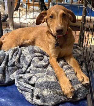 CLAIRE -  Catahoula Leopard Dog Dog for Adoption in Broomfield, Colorado - CLAIRE | PetCurious