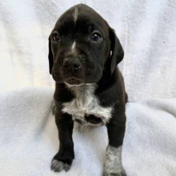 Rescue Boxer Dogs for Adoption in Fairfax Station, Virginia - Riggles-black | PetCurious