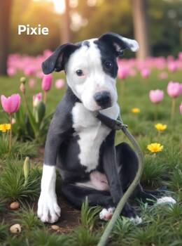 Rescue American Bully and Labrador Retriever Dogs for Adoption in Eloise, Florida - Pixie | PetCurious