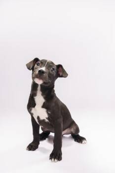 Mixed Breed Dogs Available for Adoption - Hornet | PetCurious