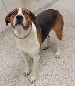 Goody -  Mixed Breed Dog for Adoption in Kansas City, Missouri - Goody | PetCurious