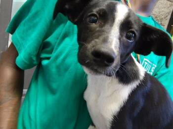 KEVIN -  Australian Cattle Dog Blue Heeler and Mixed Breed Dog for Adoption in Tulsa, Oklahoma - KEVIN | PetCurious