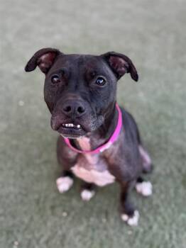 PIXIE -  Pit Bull Terrier and Mixed Breed Dog for Adoption in Las Vegas, Nevada - PIXIE | PetCurious