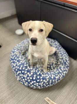 Rescue Labrador Retriever Dogs for Adoption in Hartsville, South Carolina - Bubby | PetCurious
