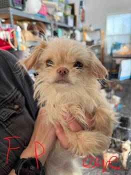 Maltese and Yorkshire Terrier Dogs Available for Adoption in Millcreek, Utah - Goldie | PetCurious