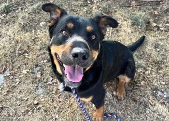 Rottweiler and Mixed Breed Dogs Available for Adoption - SQUIRREL | PetCurious