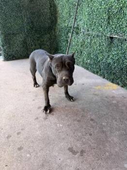 MIDNIGHT -  Shar Pei and Mixed Breed Dog for Adoption in El Paso, Texas - MIDNIGHT | PetCurious