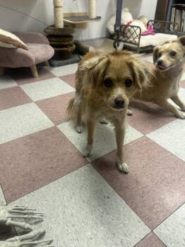 Little Shadow -  Terrier and Mixed Breed Dog for Adoption in Ontario, California - Little Shadow | PetCurious