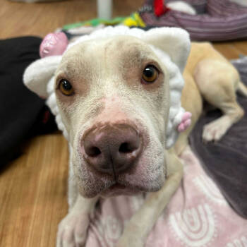 Rescue Pit Bull Terrier Dogs for Adoption in Grand Junction, Colorado - Gigi | PetCurious