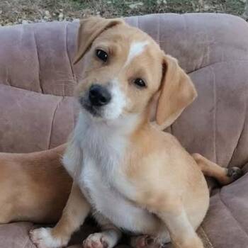 Dachshund Dogs Available for Adoption in Hopkinton, Massachusetts - French Fry | PetCurious