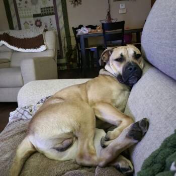 Rescue Mixed Breed Dogs for Adoption in Tomah, Wisconsin - Forrest | PetCurious