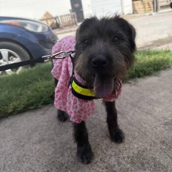 Chalupa -  Schnauzer Dog for Adoption in Houston, Texas - Chalupa | PetCurious