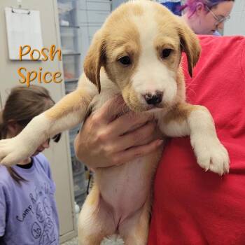 Posh Spice -  Labrador Retriever and Mixed Breed Dog for Adoption in Parkersburg, West Virginia - Posh Spice | PetCurious