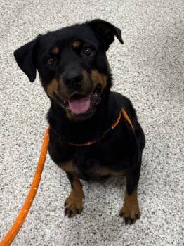 Sprinkles -  Rottweiler Dog for Adoption in Youngstown, Ohio - Sprinkles | PetCurious