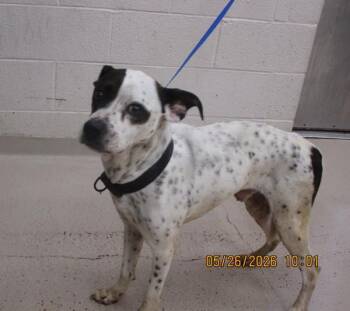 Hound Dogs Available for Adoption in Marietta, Georgia - Koah(881) | PetCurious
