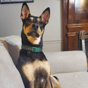 Rescue Doberman Pinscher and Mixed Breed Dogs for Adoption in New Orleans, Louisiana - Draco | PetCurious