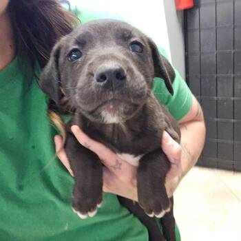 Guacamole 051905U -  Labrador Retriever and Mixed Breed Dog for Adoption in Tupelo, Mississippi - Guacamole 051905U | PetCurious