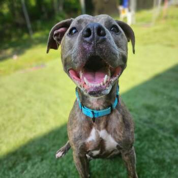 Jack -  Mixed Breed Dog for Adoption in Davenport, Iowa - Jack | PetCurious