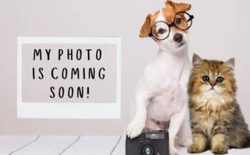 Rescue Retriever and Mixed Breed Dogs for Adoption in Greenville, South Carolina - Hephaestus | PetCurious