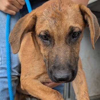 Harry -  Black Mouth Cur and Mixed Breed Dog for Adoption in Buchanan Dam, Texas - Harry | PetCurious