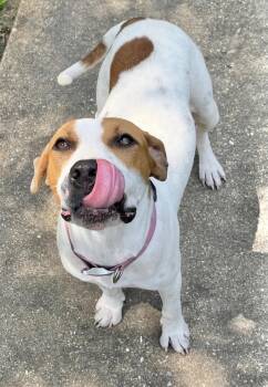 Rescue Pointer Dogs for Adoption in Manchester, Connecticut - Malley | PetCurious