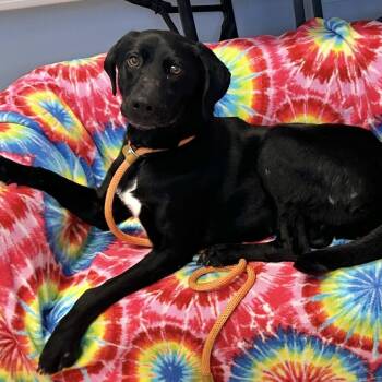 Labrador Retriever Dogs Available for Adoption in San Francisco, California - Emmie | PetCurious