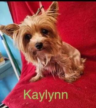 Kaylynn -  Yorkshire Terrier Dog for Adoption in Zimmerman, Minnesota - Kaylynn | PetCurious