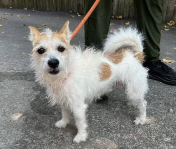 Rescue Jack Russell Terrier Dogs for Adoption in Columbia, Tennessee - Monty DD | PetCurious