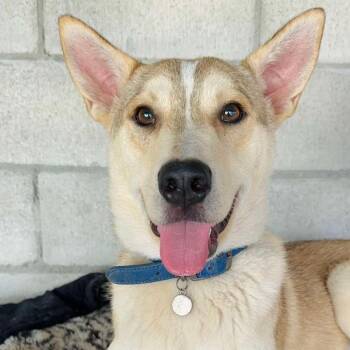 Rescue Shepherd and Jindo Dogs for Adoption in San Diego, California - Big Ben | PetCurious