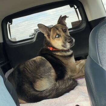 Walt -  Mixed Breed Dog for Adoption in West Olive, Michigan - Walt | PetCurious