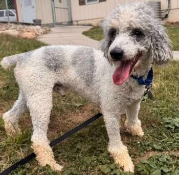 Rescue Poodle Dogs for Adoption in Newfoundland, Pennsylvania - Grayson (Sweet But Skittish) | PetCurious