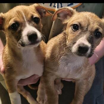 German Shepherd Dog and Mixed Breed Dogs Available for Adoption in Normal, Illinois - Max | PetCurious