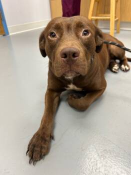 Rescue Pit Bull Terrier and Labrador Retriever Dogs for Adoption in Hartsville, South Carolina - Delight | PetCurious