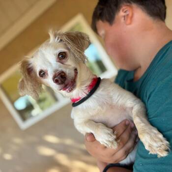 Mattie -  Terrier Dog for Adoption in Ramona, California - Mattie | PetCurious