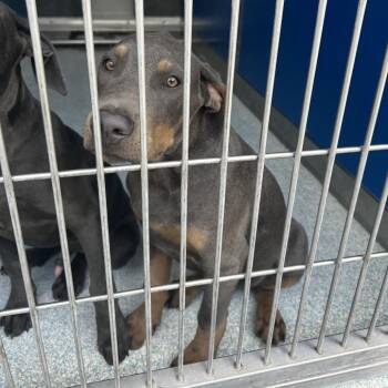 Huxley -  Pit Bull Terrier and Doberman Pinscher Dog for Adoption in Long Beach, California - Huxley | PetCurious
