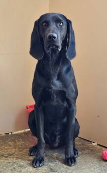 Rescue Coonhound Dogs for Adoption in Lovingston, Virginia - King | PetCurious