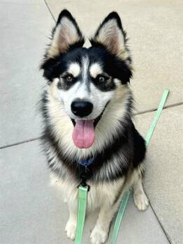 ROBERT -  Siberian Husky and Mixed Breed Dog Available for Adoption in Sacramento, California - ROBERT | PetCurious