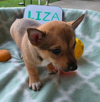 Liza -  Australian Cattle Dog Blue Heeler Dog for Adoption in Indianapolis, Indiana - Liza | PetCurious