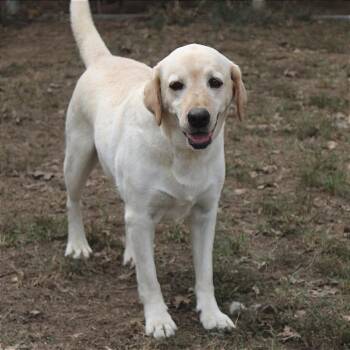 Rescue Labrador Retriever Dogs for Adoption in Oswego, Illinois - Foster RIVERS! | PetCurious