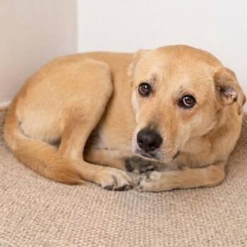 Yellow Labrador Retriever Dogs Available for Adoption in South Elgin, Illinois - Harriet | PetCurious