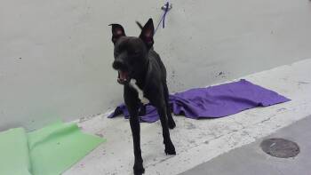 American Staffordshire Terrier and Mixed Breed Dogs Available for Adoption in Houston, Texas - JAXON | PetCurious