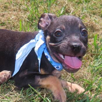 Bongo D70578 -  Pit Bull Terrier and French Bulldog Dog for Adoption in Minnetonka, Minnesota - Bongo D70578 | PetCurious
