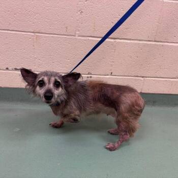 Mixed Breed Dogs Available for Adoption in Memphis, Tennessee - Brenda | PetCurious