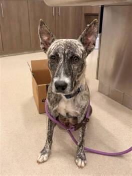 SNOW WHITE -  Dutch Shepherd and Mixed Breed Dog for Adoption in Baytown, Texas - SNOW WHITE | PetCurious