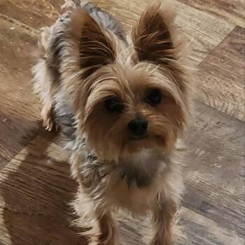 Teddy -  Yorkshire Terrier Dog for Adoption in Los Angeles, California - Teddy | PetCurious