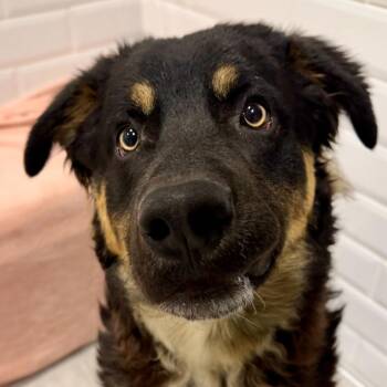Shepherd Dogs Available for Adoption - Rupert | PetCurious